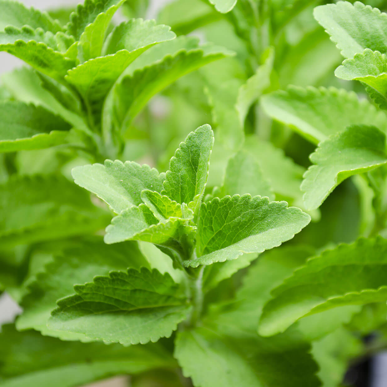 What is Stevia?